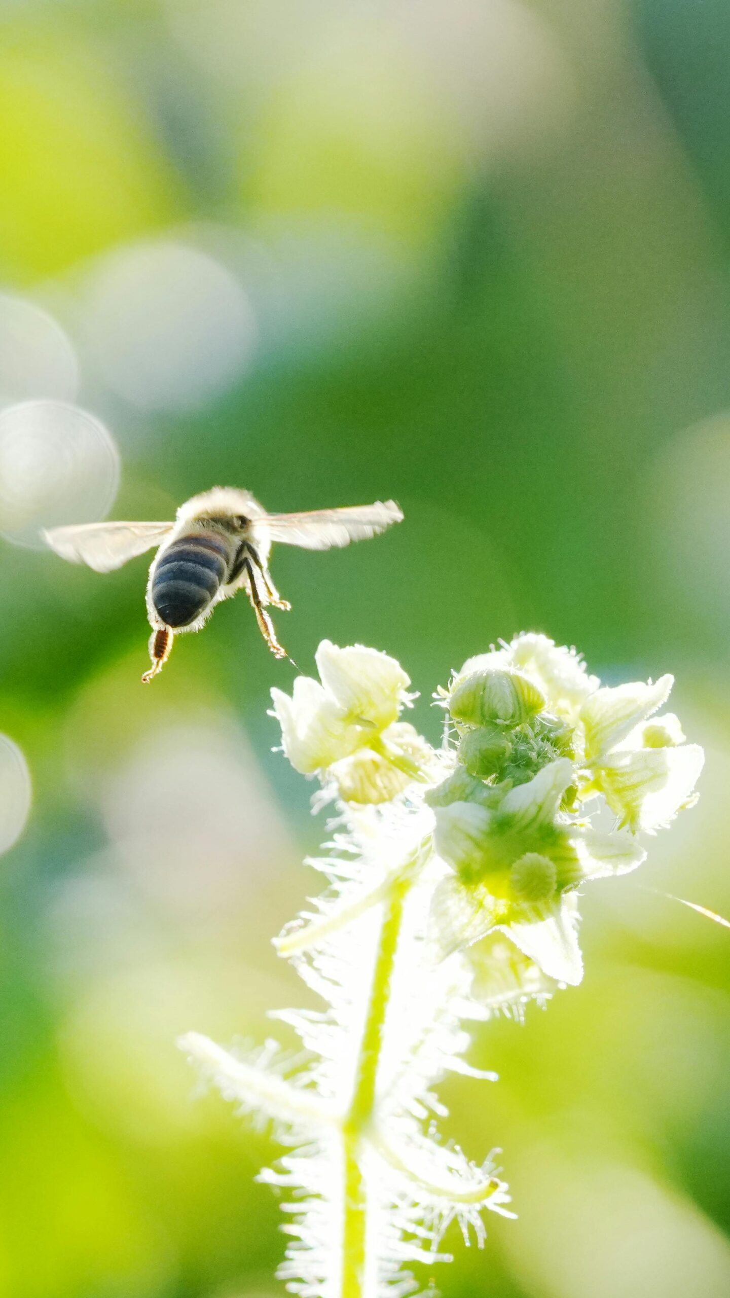 bee and flower